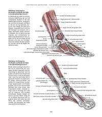 Anatomische Studie zu Fu&szlig;muskeln