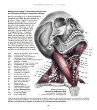 Anatomische Studie zu den Halsmuskeln