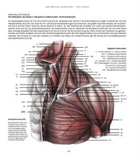 Anatomische Studie Hals, Brust und Schulter
